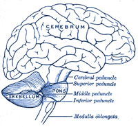 Brain